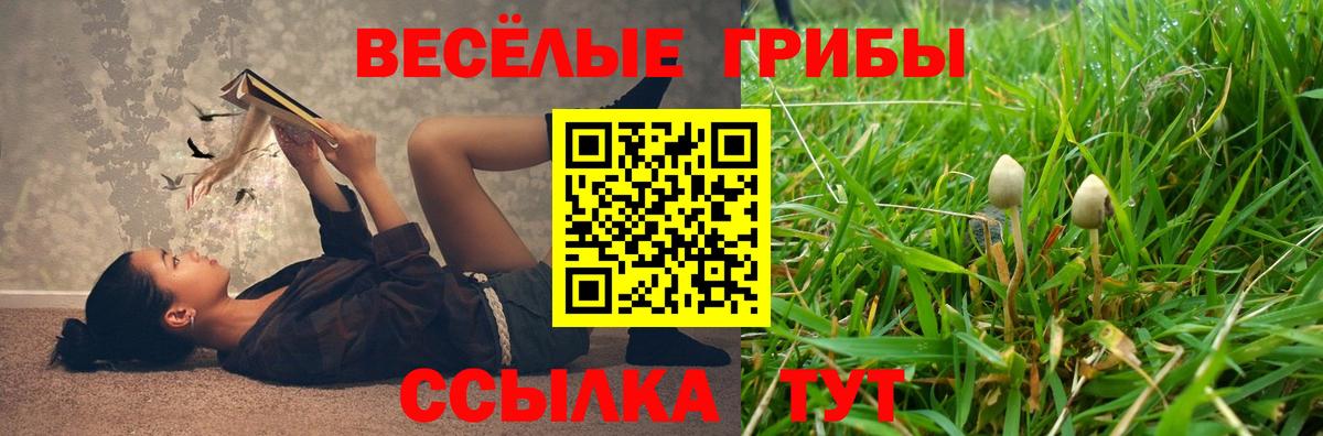 Псилоцибиновые грибы Psilocybe Кисловодск